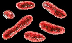 Coxiella burnetii